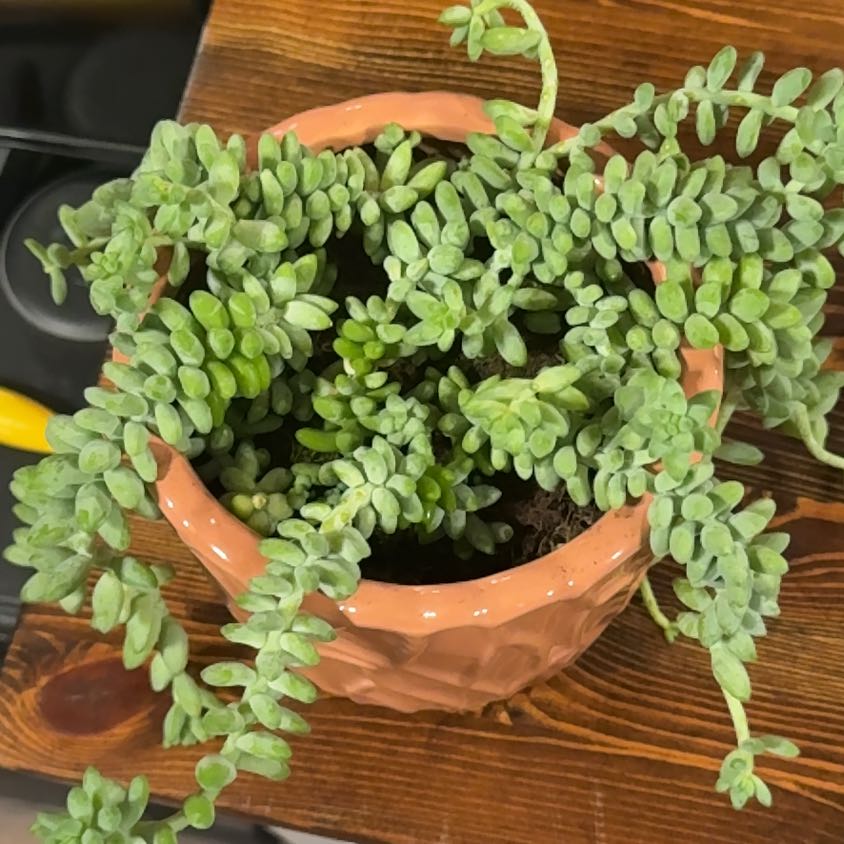 Photo of the plant species Donkey Tail by @HeroOrpine46 named Donkey on Greg, the plant care app