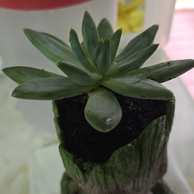 Photo of the plant species Echeveria Ramillette by @TrustfulRedmint named Austen on Greg, the plant care app