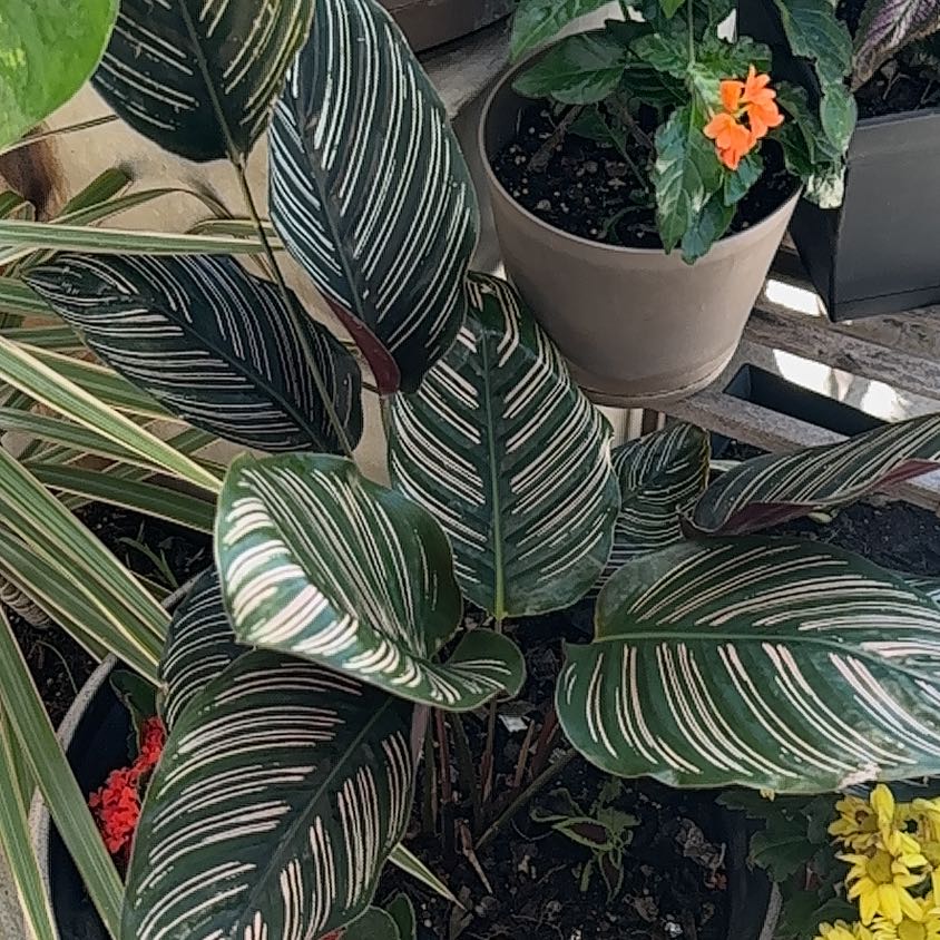 Photo of the plant species Coneflower by @GenuineJicaro72 named Rihanna on Greg, the plant care app