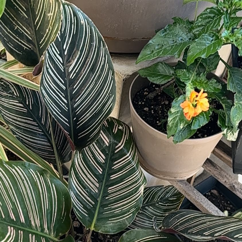 Photo of the plant species Firecracker Flower by @GenuineJicaro72 named Anne on Greg, the plant care app