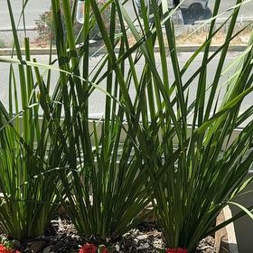 Photo of the plant species African Lily by @GenuineJicaro72 named Gaga on Greg, the plant care app