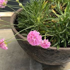 Photo of the plant species Armeria Maritima by @GenuineJicaro72 named Harmony on Greg, the plant care app