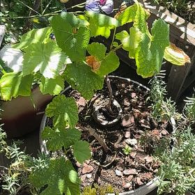 Photo of the plant species Wine Grape by @GenuineJicaro72 named Stella on Greg, the plant care app