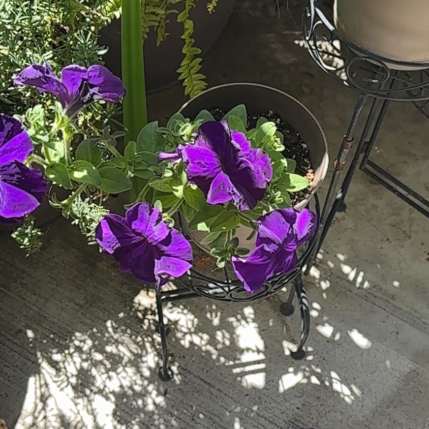Photo of the plant species Seaside Petunia by @GenuineJicaro72 named Leonardo on Greg, the plant care app