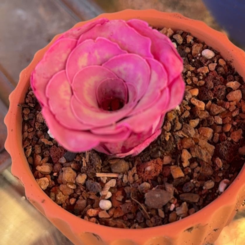 Photo of the plant species Mountain Roses by @PetOakfern48 named Ronaldo on Greg, the plant care app