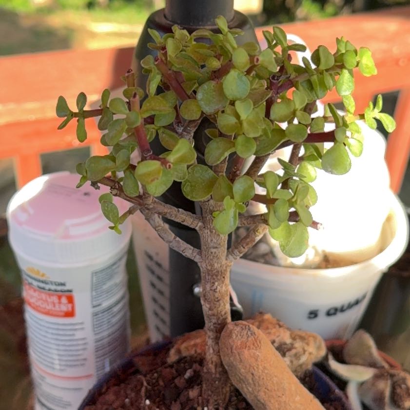 Photo of the plant species Jade Tree by @PetOakfern48 named Peter Parker on Greg, the plant care app