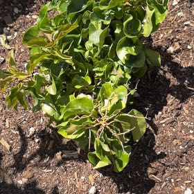Photo of the plant species Bougainvillea 'Purple Princess' by @HeadFlatpea28 named Kim on Greg, the plant care app