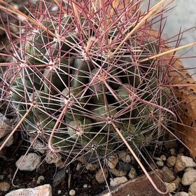 Photo of the plant species Texas Barrel Cactus by @ModernRedsky27 named Aria on Greg, the plant care app