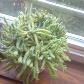 Photo of the plant species Peanut Cactus by @Camrynh named Juliette on Greg, the plant care app