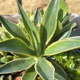 Photo of the plant species Caribbean Agave by @PoetFrogbit24 named Rainier on Greg, the plant care app