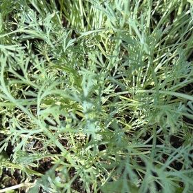 Photo of the plant species California Poppy by @PoetFrogbit24 named Darwin on Greg, the plant care app
