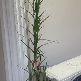 Photo of the plant species Arundina Graminifolia by @FunCatnip38 named Orquídea on Greg, the plant care app