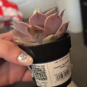 Photo of the plant species Echeveria by @SereneApple34 named Prince on Greg, the plant care app