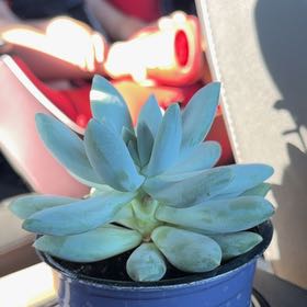 Photo of the plant species Pachyphytum 'Moonsilver' by @LordlyShallot11 named Madonna on Greg, the plant care app