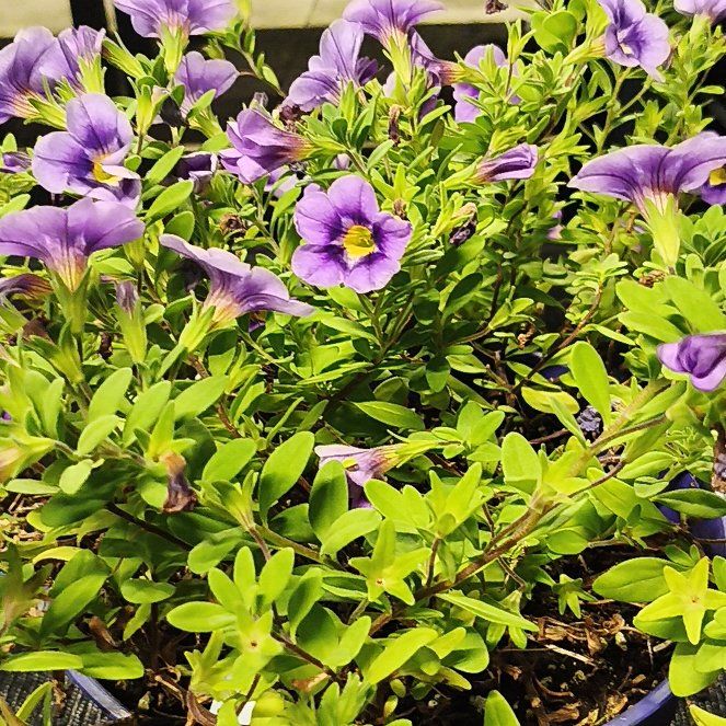Photo of the plant species Showy Prairie Gentian by @VividWeed91 named Duke on Greg, the plant care app