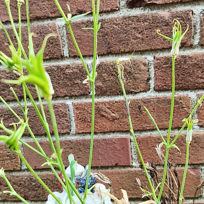 Photo of the plant species Common Columbine by @VividWeed91 named Lola on Greg, the plant care app