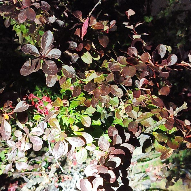 Photo of the plant species Japanese Barberry by @VividWeed91 named Sproutacus on Greg, the plant care app