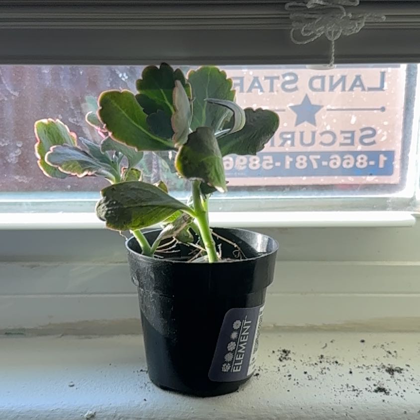 Photo of the plant species variegata by @YesTutu98 named Bigleef Smalls on Greg, the plant care app