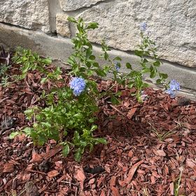 Photo of the plant species Blue Plumbago by @JazzyWildtea49 named LiloStitch on Greg, the plant care app