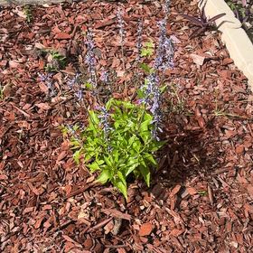 Photo of the plant species Mealycup Sage by @JazzyWildtea49 named Lavender on Greg, the plant care app