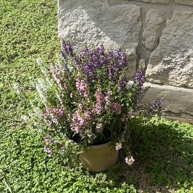 Photo of the plant species Angelonia by @JazzyWildtea49 named Zeus on Greg, the plant care app