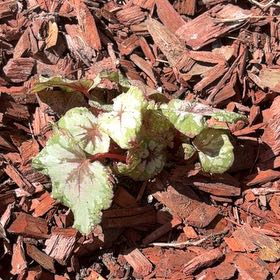 Photo of the plant species Coral Bells by @JazzyWildtea49 named Eva on Greg, the plant care app