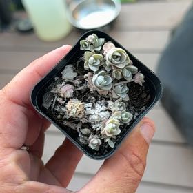Photo of the plant species Purdy's Stonecrop by @FieryGuasca44 named Bodhi on Greg, the plant care app