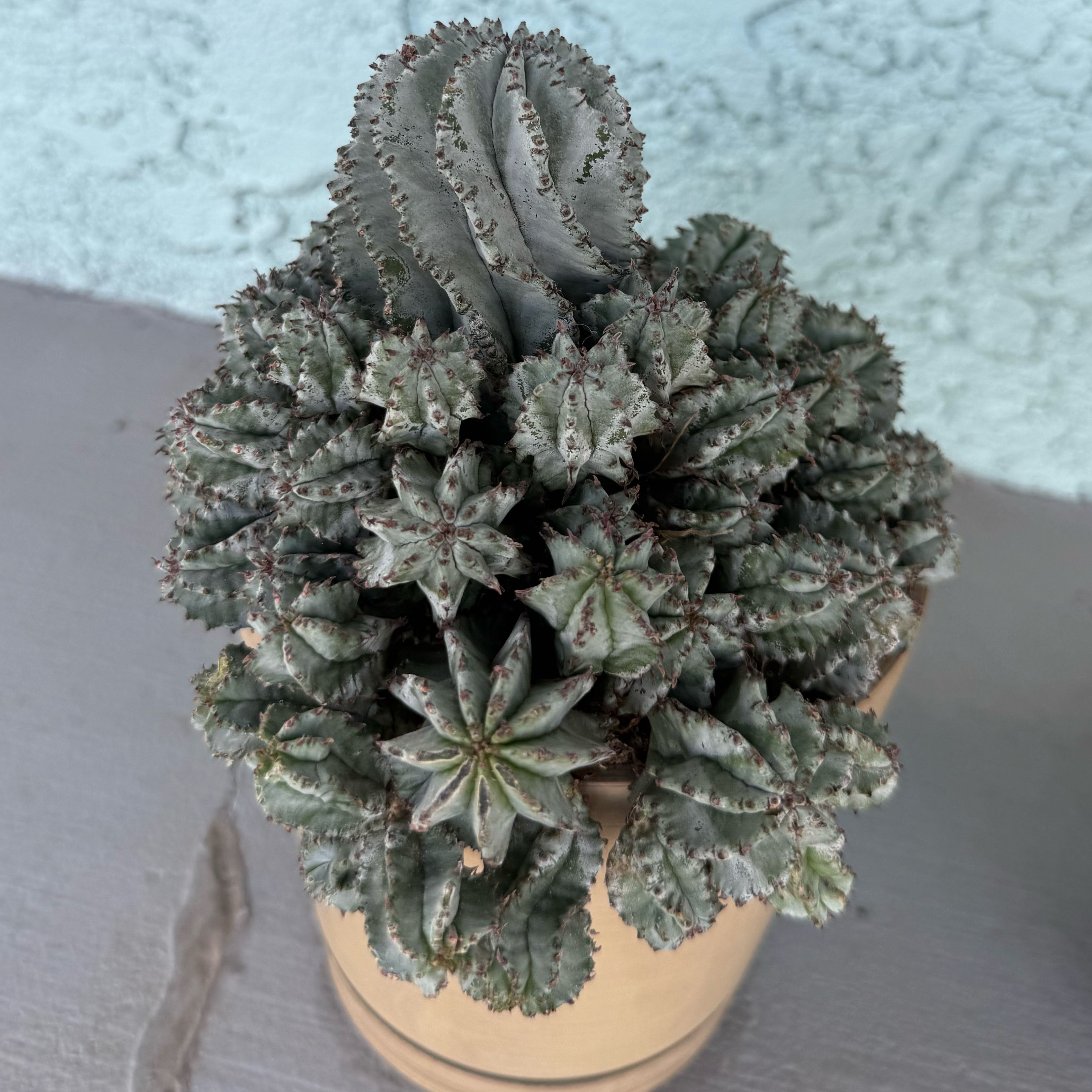 Photo of the plant species Euphorbia horrida by @AwesomeTozzia48 named George on Greg, the plant care app