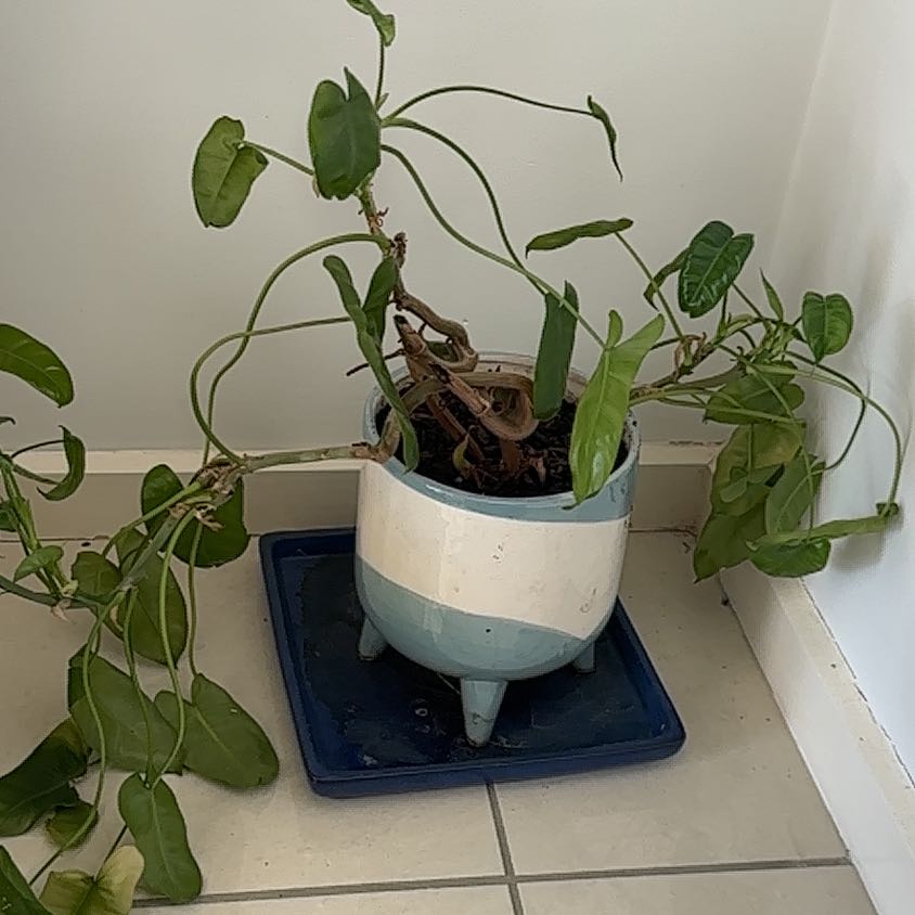 Photo of the plant species Philodendron Burle Marx by @MusicalSalad25 named Luna on Greg, the plant care app
