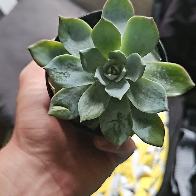 Photo of the plant species Echeveria peacockii hybrid by @UppermostDill14 named Stella on Greg, the plant care app