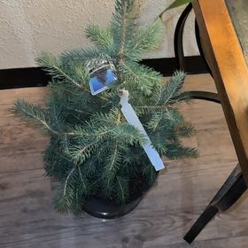 Photo of the plant species Colorado Blue Spruce by @KeySalad55 named Wall-E on Greg, the plant care app