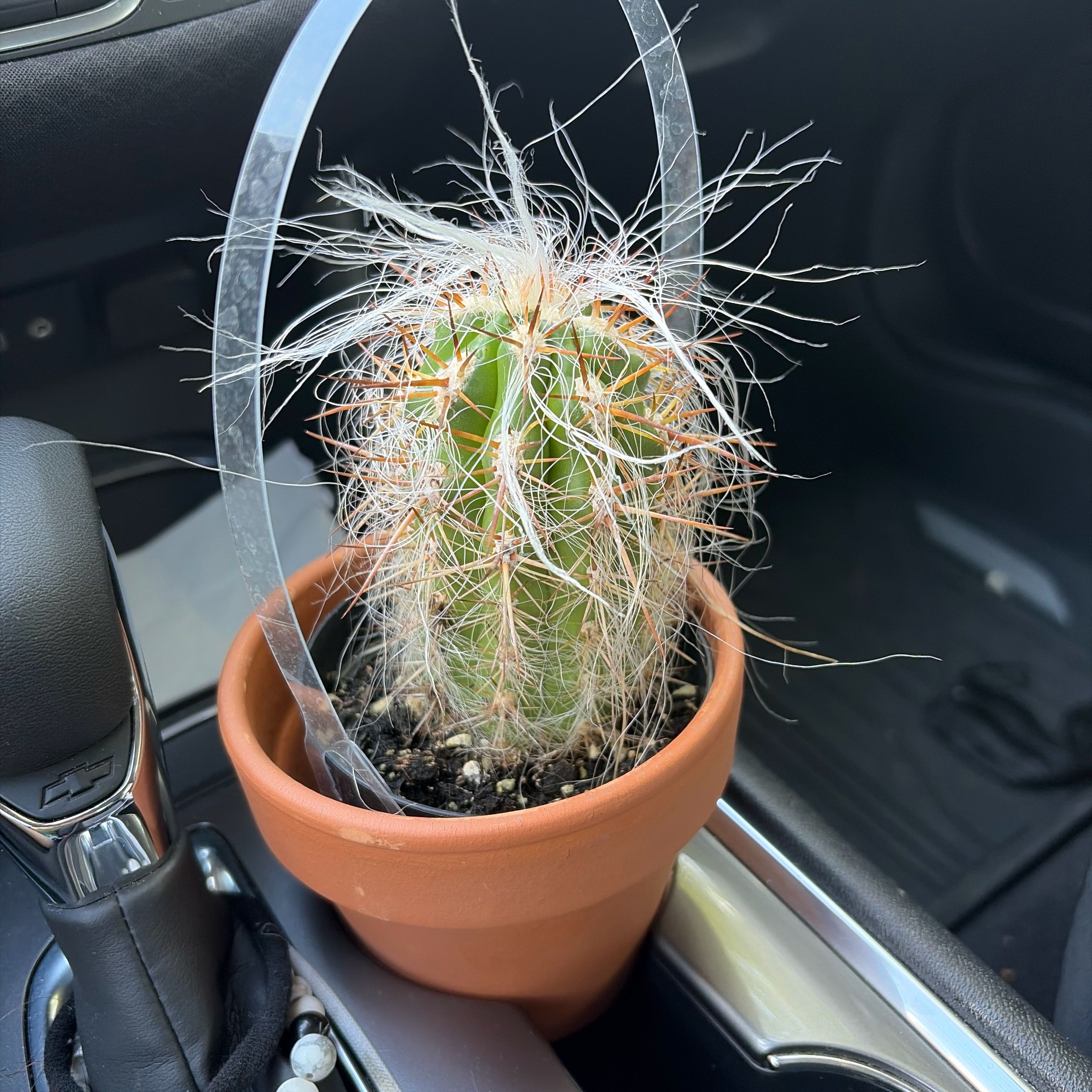 Photo of the plant species Old Man of the Andes by @BlissfulDecodon named edgie on Greg, the plant care app