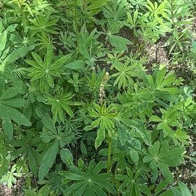 Photo of the plant species Lupinus Perennis by @ExactPixiecap35 named Emerson on Greg, the plant care app