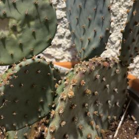 Photo of the plant species Dollar-Joint Prickly Pear by @TutorSandrose19 named Drake on Greg, the plant care app