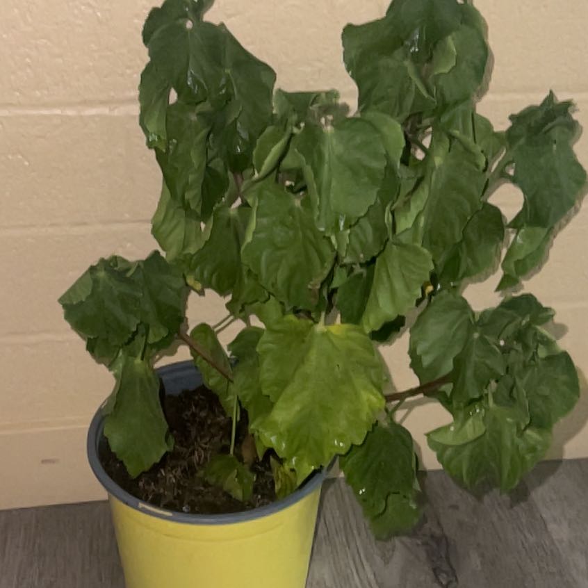 Photo of the plant species Sea Lettuce by @ExactAchiote34 named Forrest on Greg, the plant care app