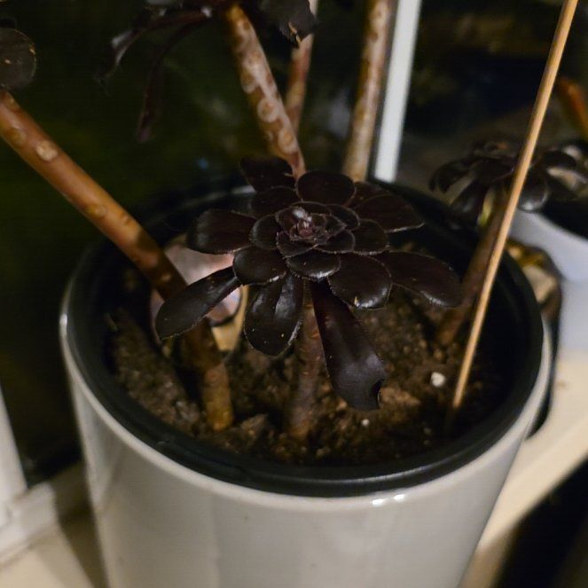 Photo of the plant species Aeonium arboreum 'Zwartkop' by @TotalTejocote21 named Athena on Greg, the plant care app
