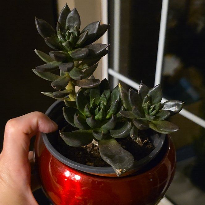 Photo of the plant species Black Knight by @TotalTejocote21 named Batman on Greg, the plant care app