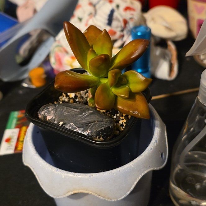 Photo of the plant species Sedum Adolfi by @TotalTejocote21 named Girlfrond on Greg, the plant care app