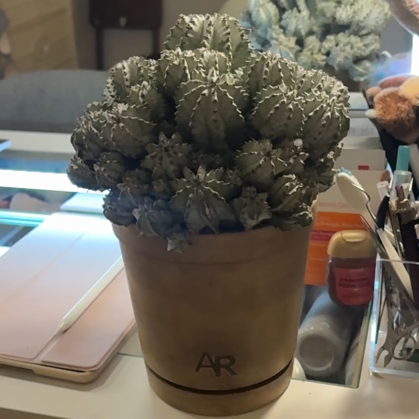 Photo of the plant species African Milk Barrel by @HipChinotto94 named Denali on Greg, the plant care app