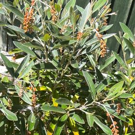Photo of the plant species Citharexylum Spinosum by @SublimeFeijoa44 named Tolkien on Greg, the plant care app