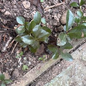 Photo of the plant species Lenten Rose by @SublimeFeijoa44 named Nithin on Greg, the plant care app