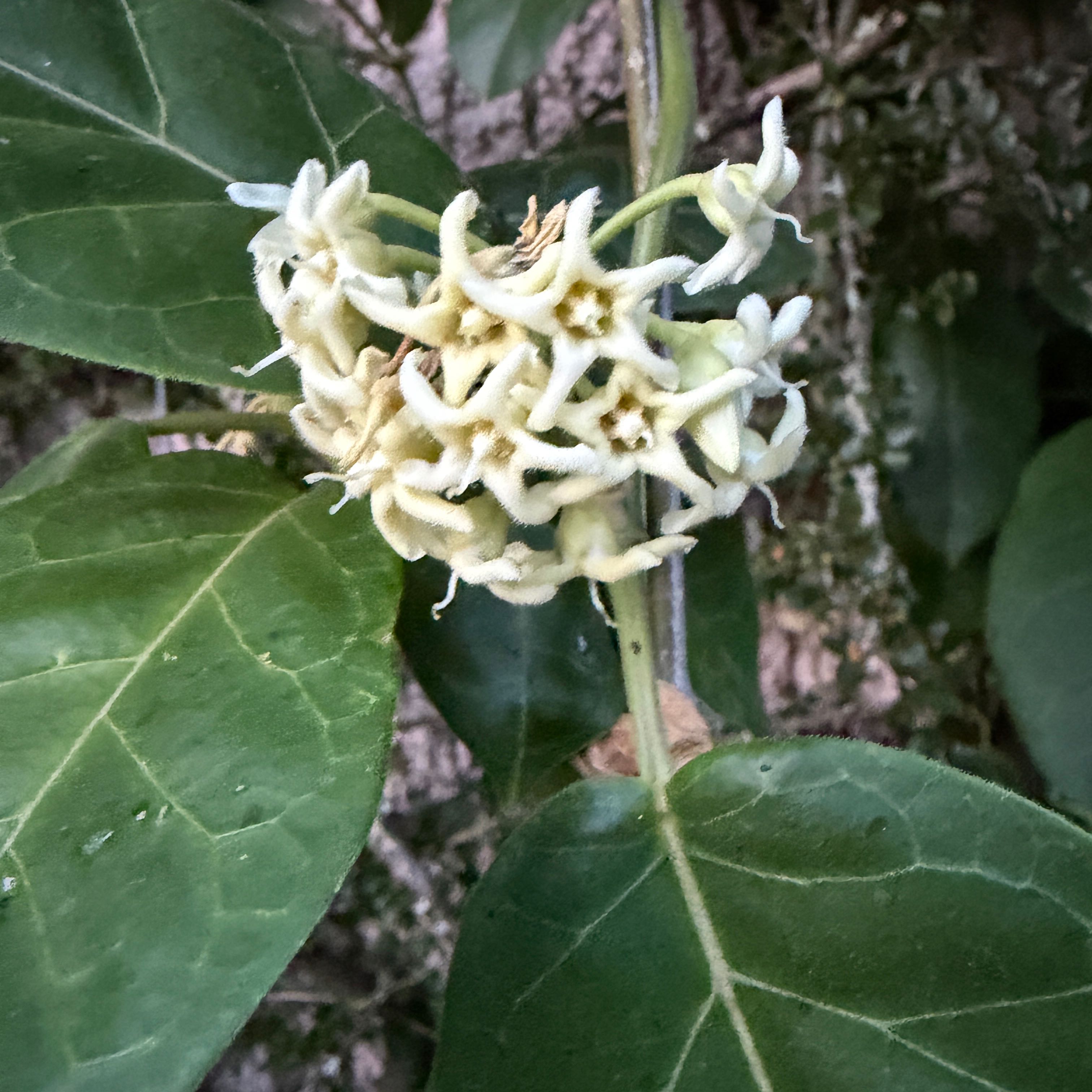 Photo of the plant species Crown Flower by @SublimeFeijoa44 named Bodhi on Greg, the plant care app