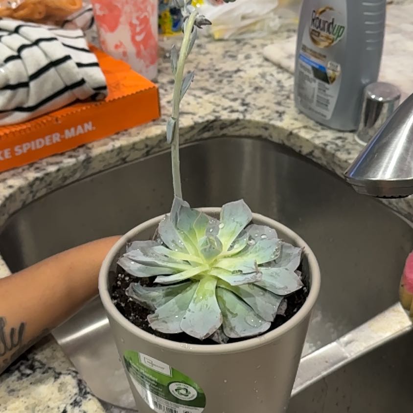 Photo of the plant species Canadian by @FunRedsage49 named Doja Cat on Greg, the plant care app