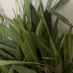 Photo of the plant species Seaside Goldenrod by @BalancedAgboy4 named Gaga on Greg, the plant care app