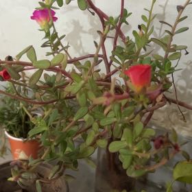 Photo of the plant species Wingpod Purslane by @BalancedAgboy4 named Gobi on Greg, the plant care app