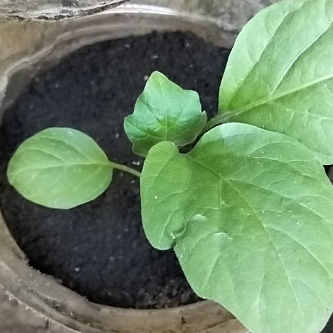 Photo of the plant species Eggplant by @ImpishGuayule22 named Huckleberry Fern on Greg, the plant care app