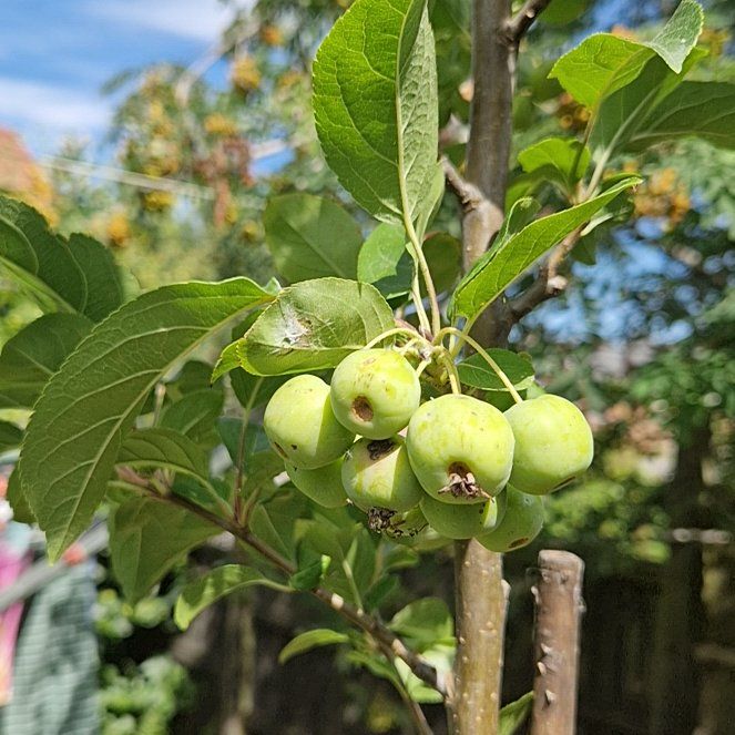 Photo of the plant species Crab Apple by @GemCoccoon98 named Obby on Greg, the plant care app