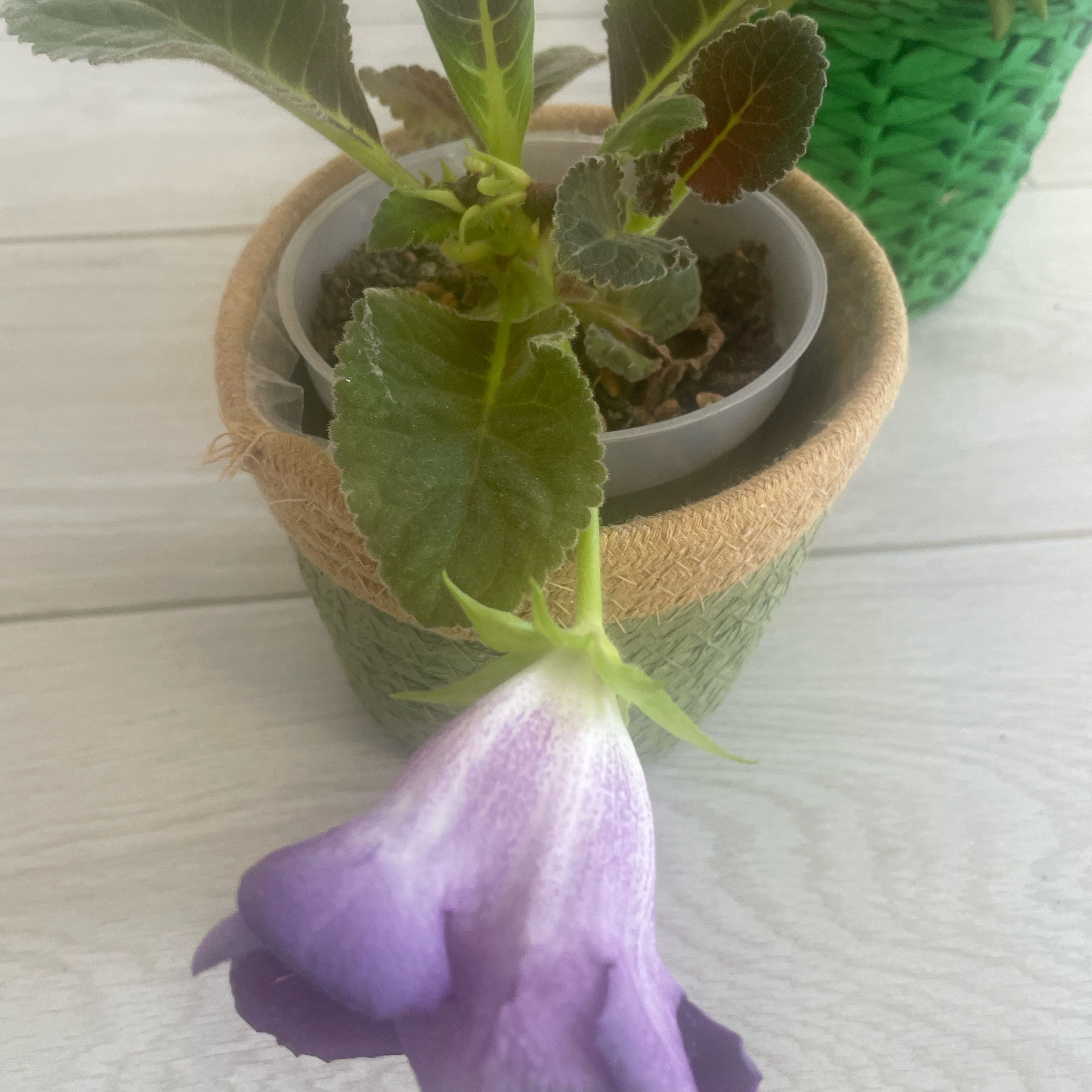 Photo of the plant species Kohleria by @PiousRedcap87 named Lili on Greg, the plant care app