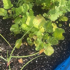 Photo of the plant species Cultivated Radish by @RadiantMelon39 named Clooney on Greg, the plant care app