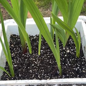Photo of the plant species Gladiolus by @RadiantMelon39 named Sage on Greg, the plant care app